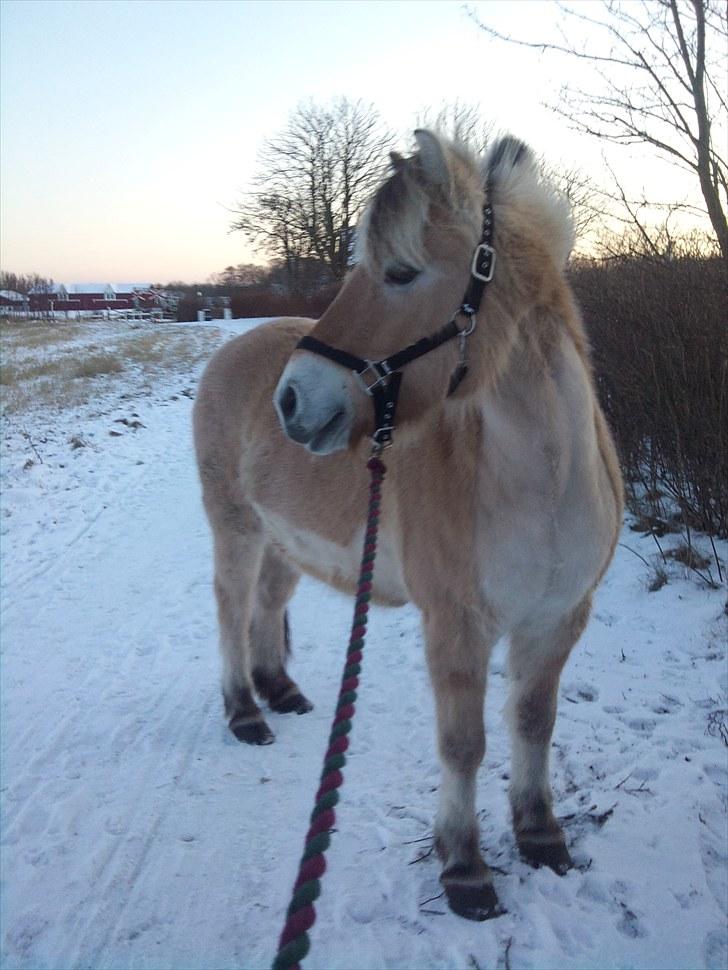 Fjordhest Ebbetorns Fjuri - Vinter-Fjuri<3:D  billede 16