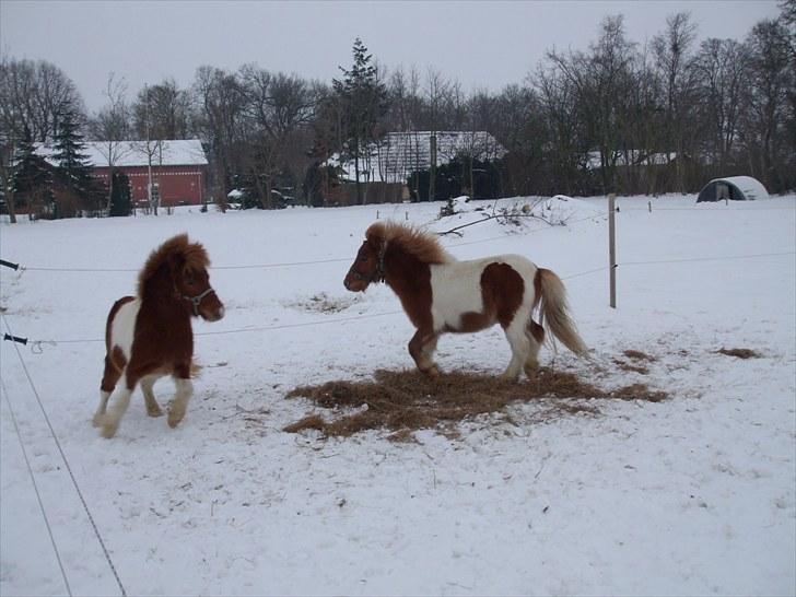 Shetlænder Buller *solgt* billede 7