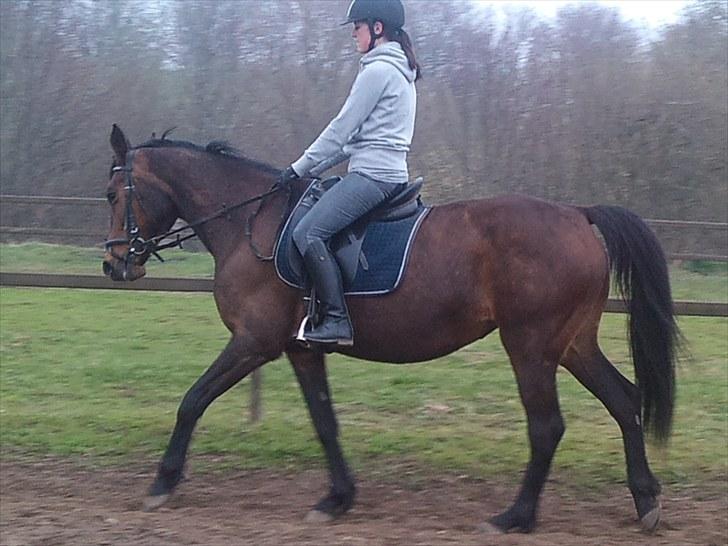 Anden særlig race montana billede 9