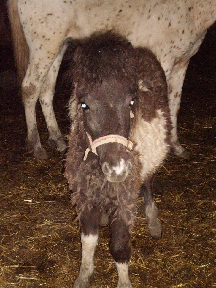 Anden særlig race Østermarkens Grisling sol - nurh hvor ser han cute ud på det her billede<3 billede 4