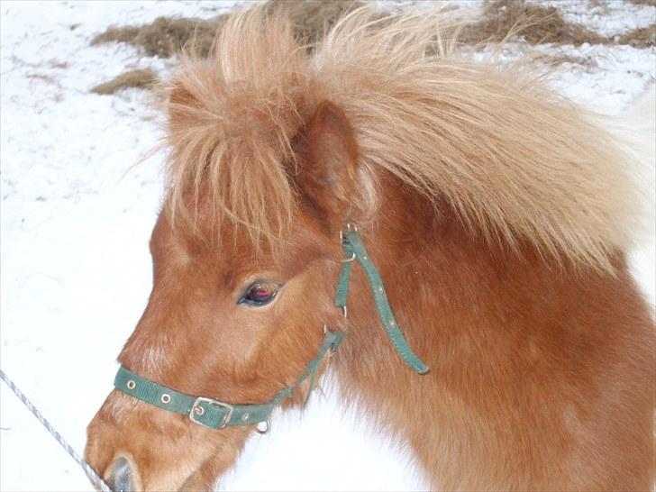 Shetlænder Buller *solgt* billede 8