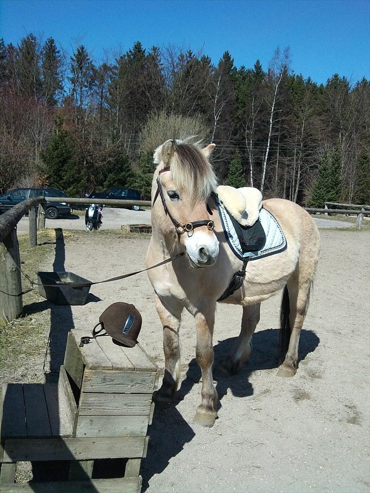 Fjordhest Ebbetorns Fjuri - En hygge dag på banen.. Du er så vidunderlig, skat! :-D<3 billede 17