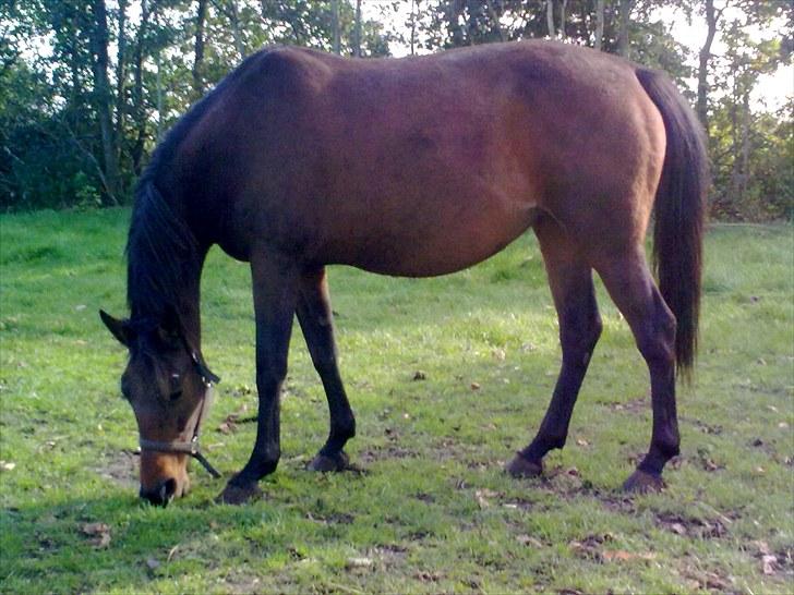 Anden særlig race montana billede 10