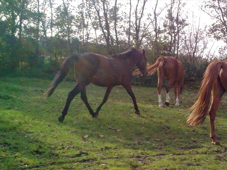 Anden særlig race montana billede 11