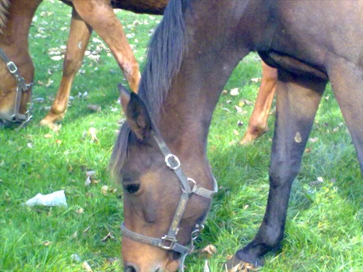 Anden særlig race montana billede 12