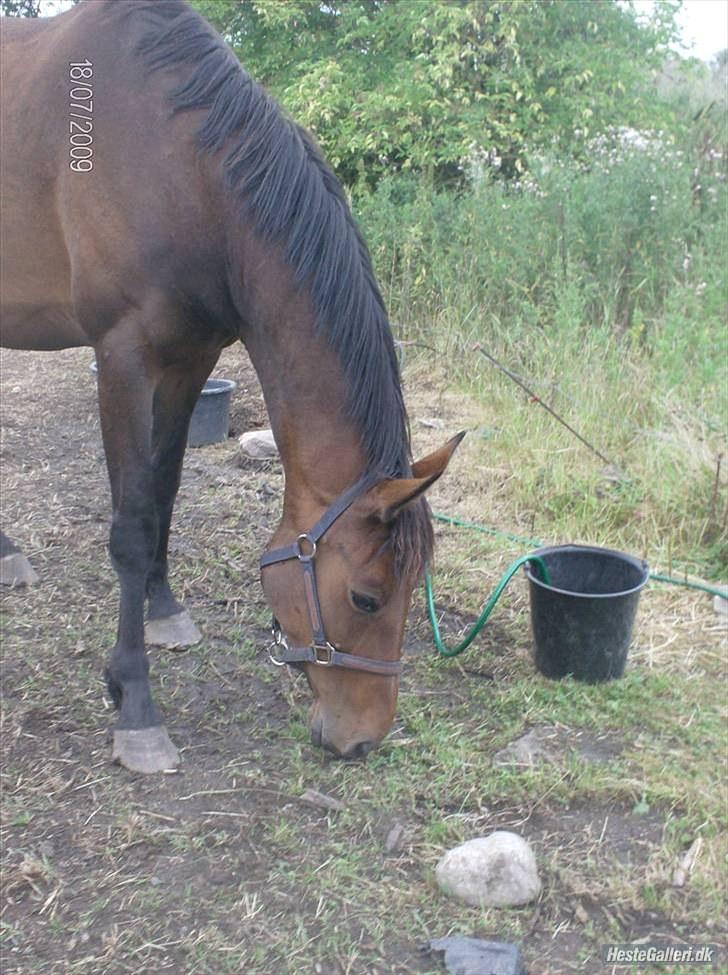 Anden særlig race montana billede 13