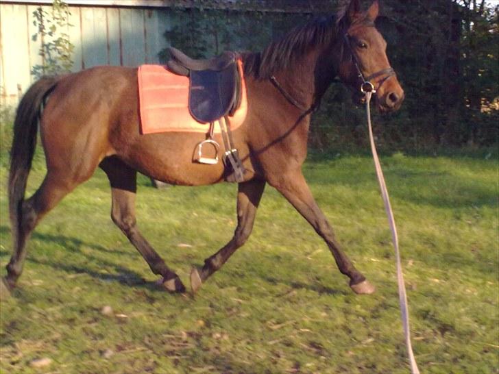 Anden særlig race montana billede 14