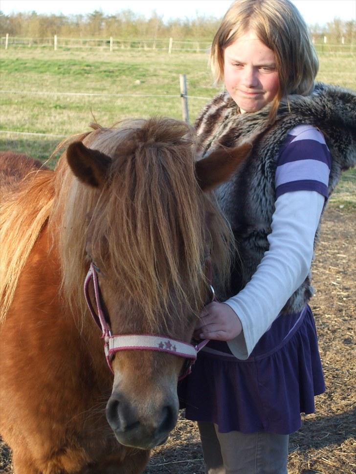 Shetlænder Mini "Mogge" billede 5