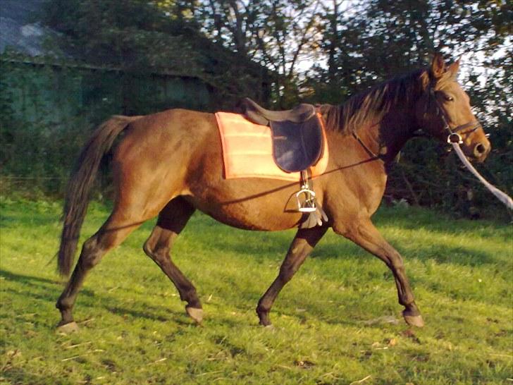 Anden særlig race montana billede 15