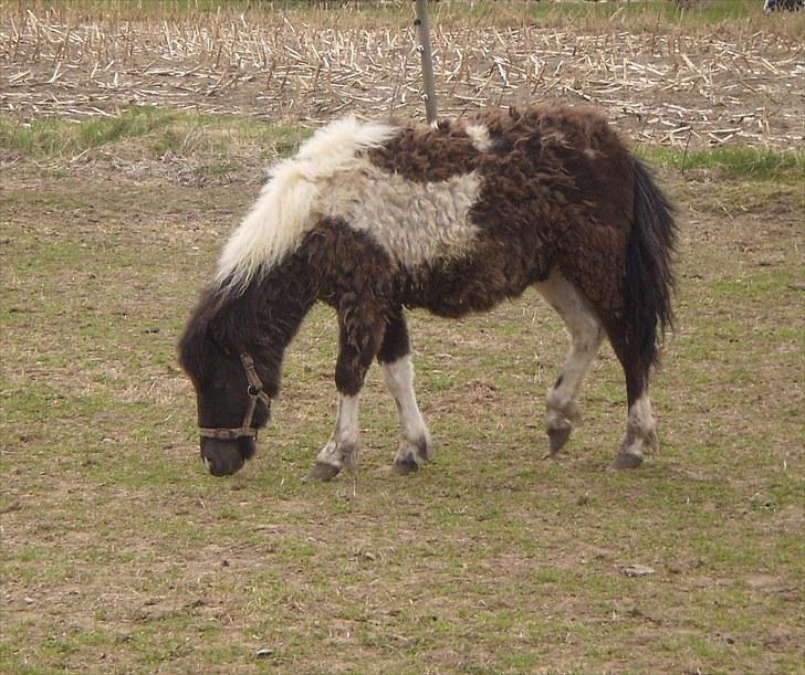 Anden særlig race Østermarkens Grisling sol - På fold<3 billede 5