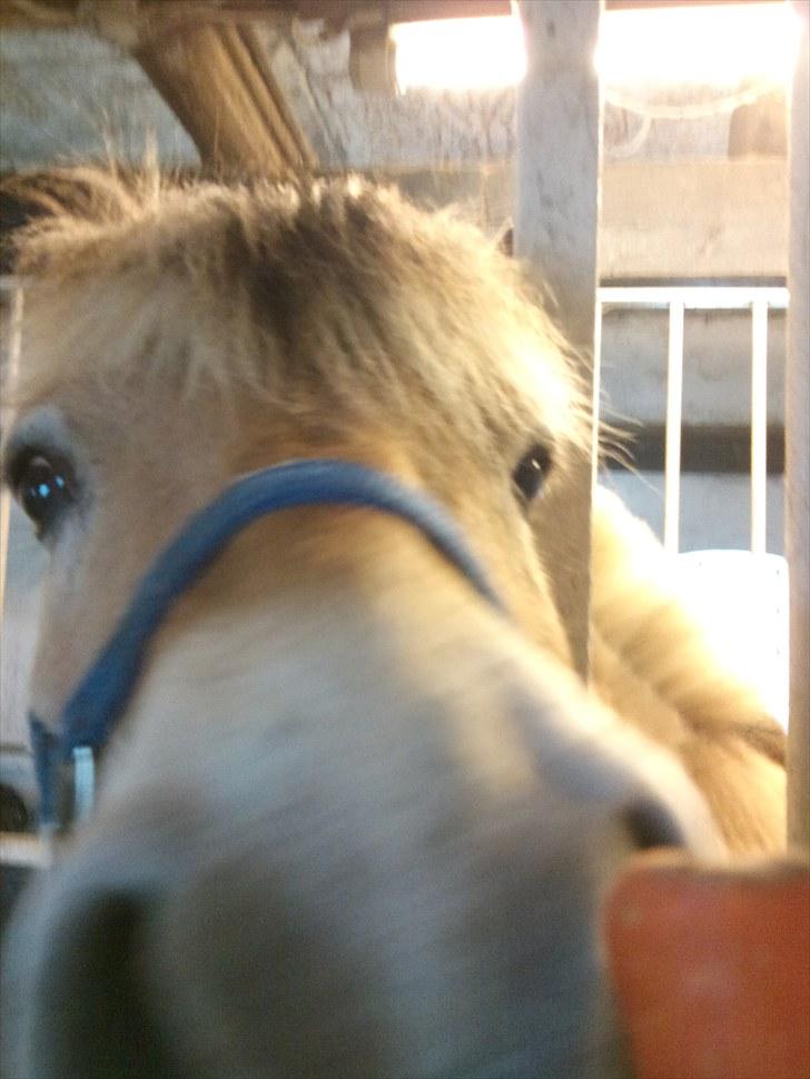 Fjordhest Ebbetorns Fjuri - Fjuris fødselsdag 2010 - 15 år :D [TILLYKKE!] <3 billede 18
