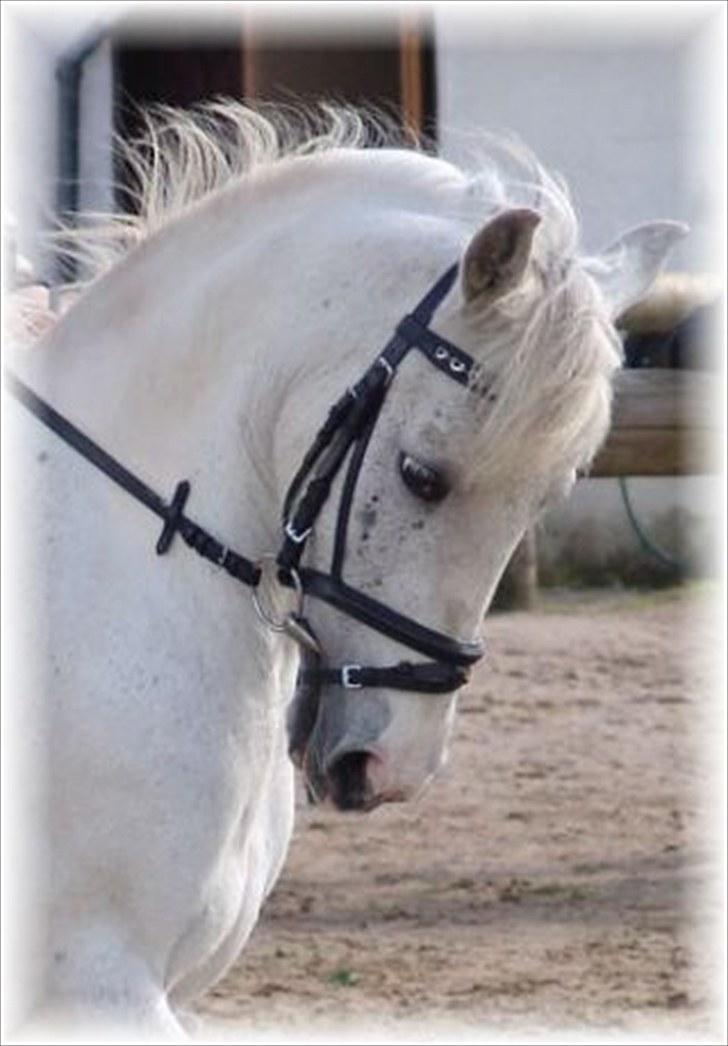 Welsh Cob (sec D) Sheila billede 1