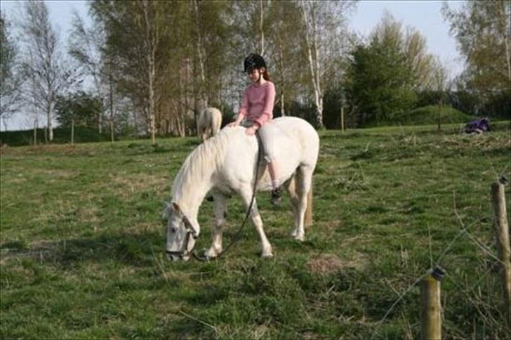 Welsh Cob (sec D) Sheila billede 2
