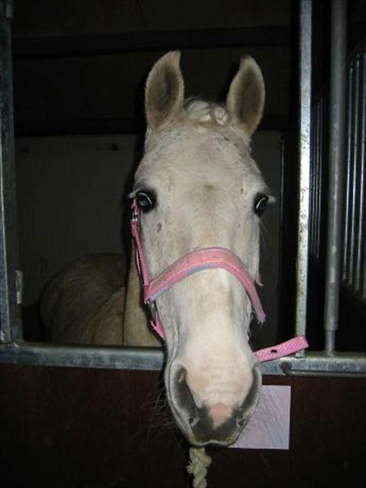 Welsh Cob (sec D) Sheila billede 3