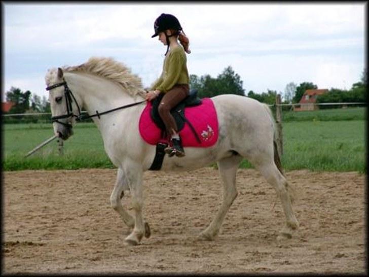 Welsh Cob (sec D) Sheila billede 4