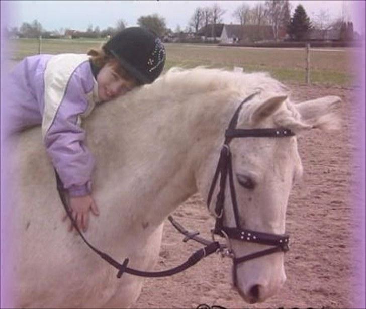 Welsh Cob (sec D) Sheila billede 5