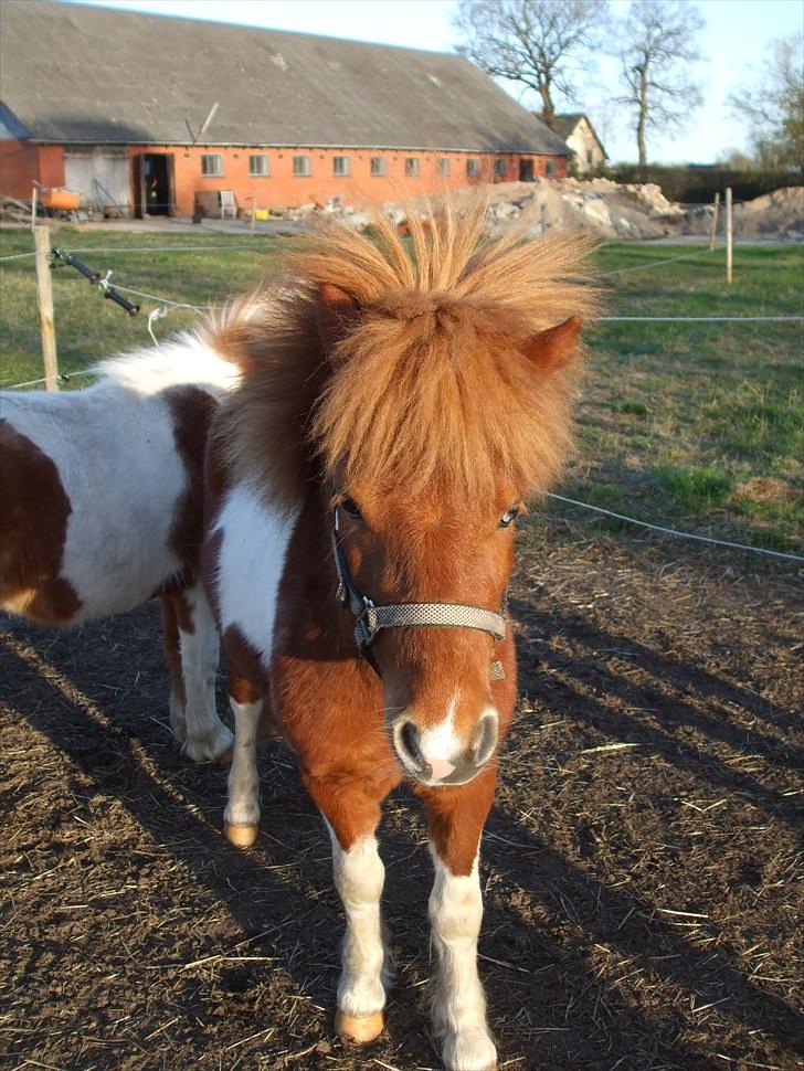 Shetlænder Pyrus *solgt* billede 5