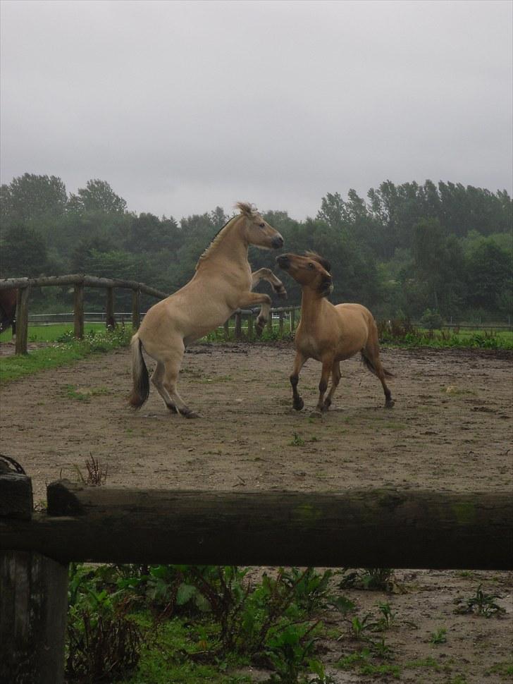 Fjordhest Ebbetorns Fjuri - Leg med Diego på folden :D foto: Signe <3 billede 19