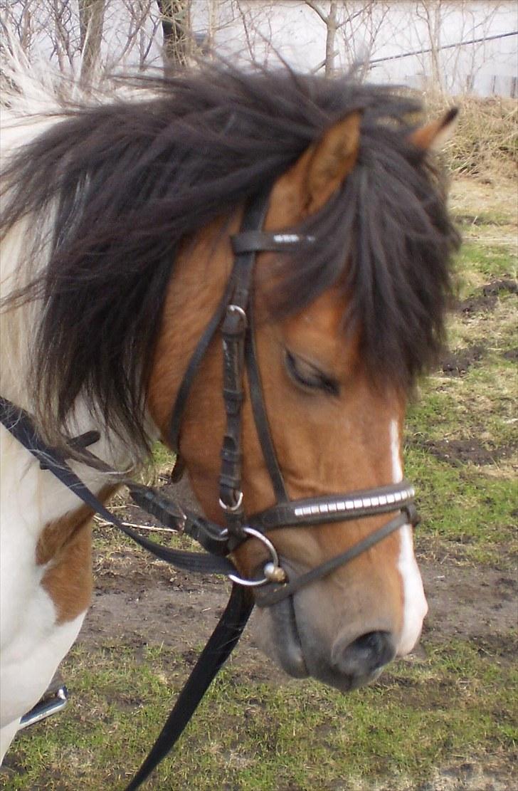 Anden særlig race Emma (Solgt) - <3 billede 7