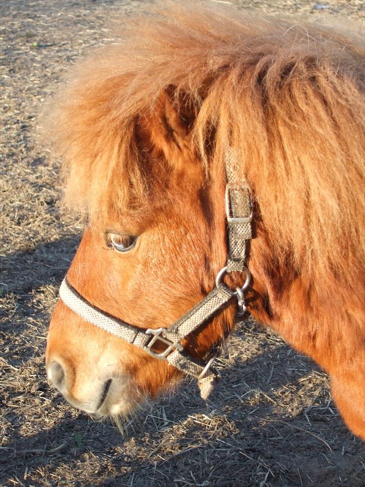 Shetlænder Pyrus *solgt* billede 6