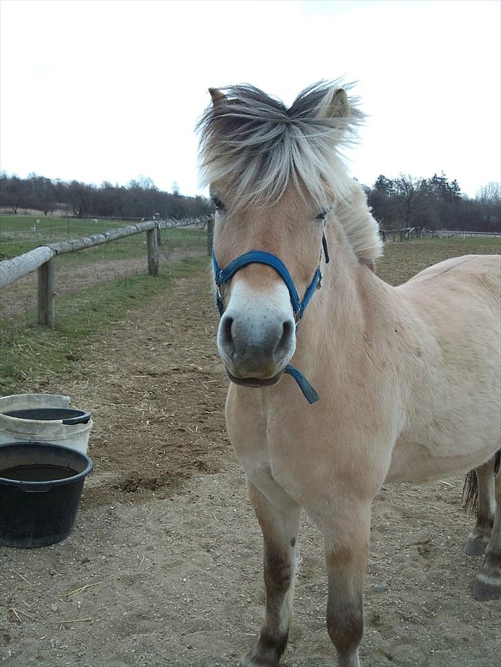 Fjordhest Ebbetorns Fjuri - (Fødselsdag)... Hej hej, alle sammen :) billede 20