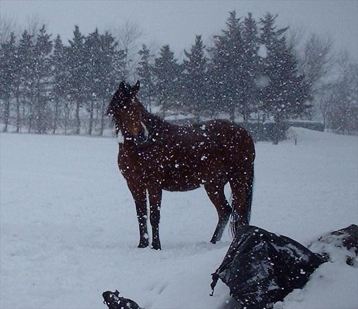 Traver Handmade R.I.P billede 11