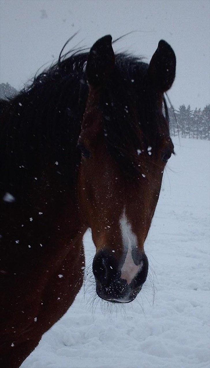 Traver Handmade R.I.P billede 12