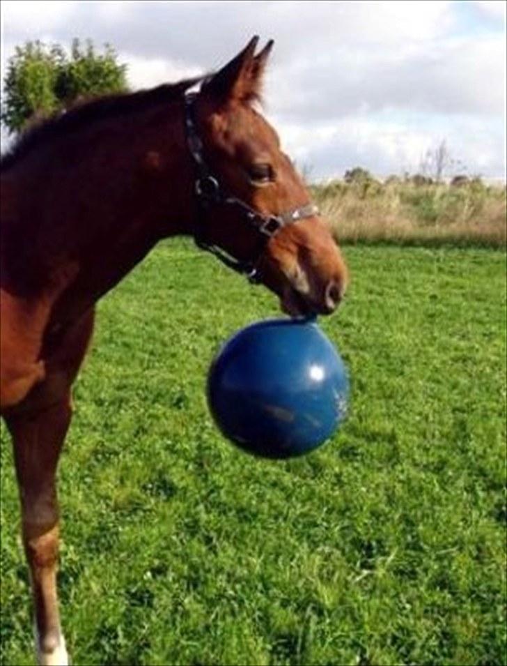 Holstener Sir Sirocco - Når bolden er i munden er sirocco legesyg! :b billede 6