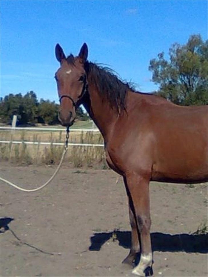 Holstener Sir Sirocco billede 7