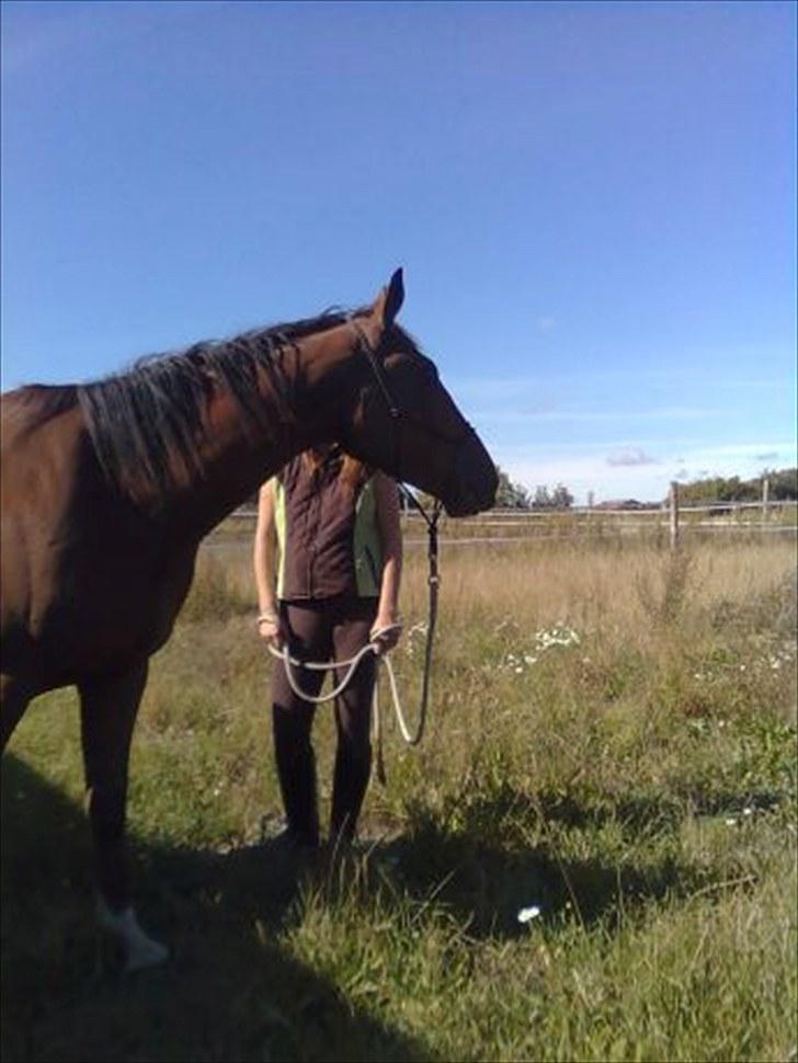 Holstener Sir Sirocco billede 8