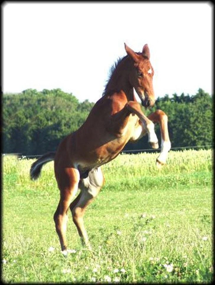 Holstener Sir Sirocco - Du har altid været smukt. Rigtig heldigt billede vi fik taget. din lille frækkert :) billede 9