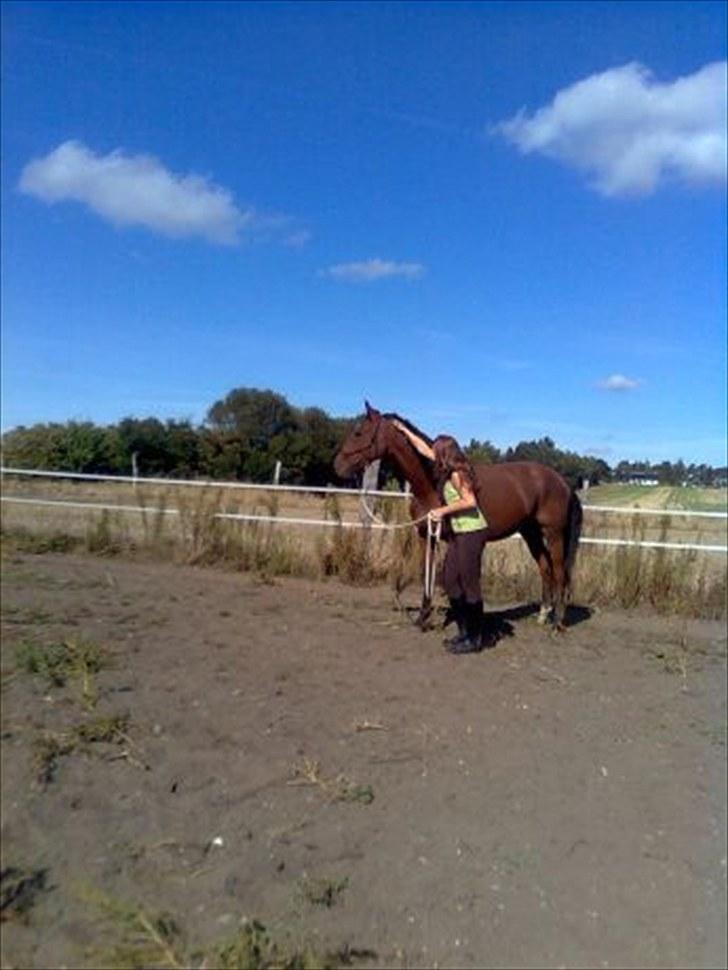 Holstener Sir Sirocco billede 10