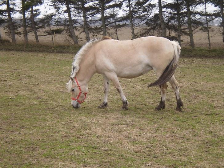 Fjordhest Tulle (Solgt) - På fold<3 billede 3