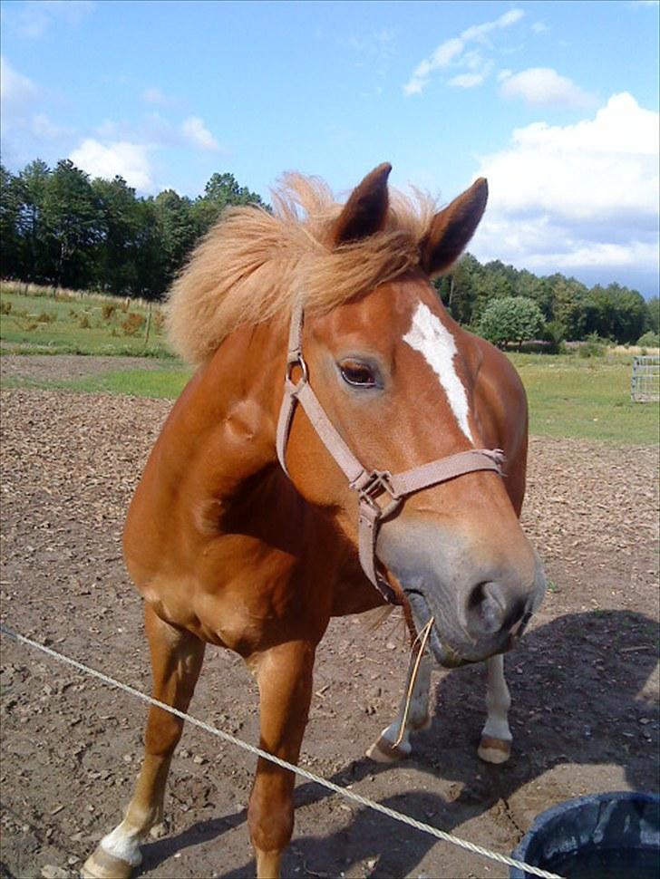 New Forest Lillehøjs Meranti - Dejlig sommer dag!;D billede 1