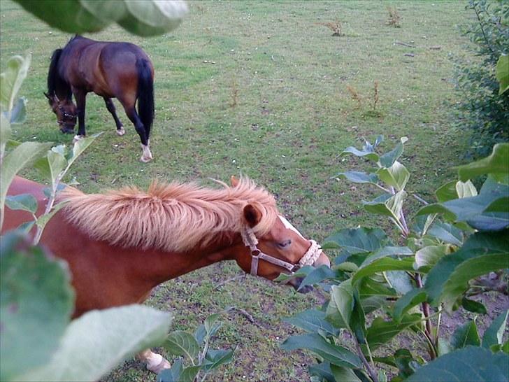 New Forest Lillehøjs Meranti - En sommer dag da vi var nede ved æble træet på en af markerne:D billede 3