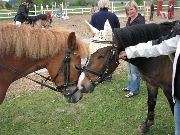 New Forest Lillehøjs Meranti - Mig og min baby:D  billede 5