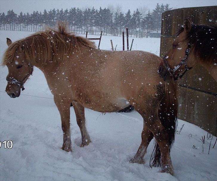 Anden særlig race Østermarkens  Maybrandy<3 - På fold<3 billede 5