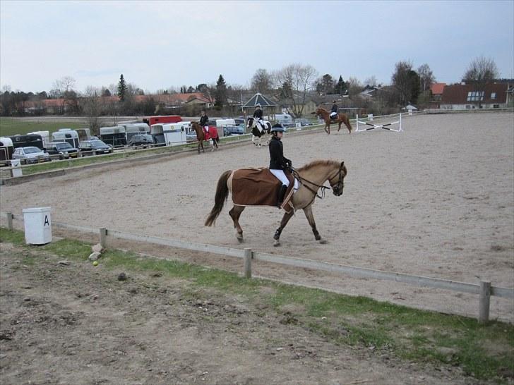 Anden særlig race Golden Amber..Hjemme igen<3 - 1 stævne 80cm Holdcup på Karlslunde..3.plads..2 flotte 0-runder  billede 4