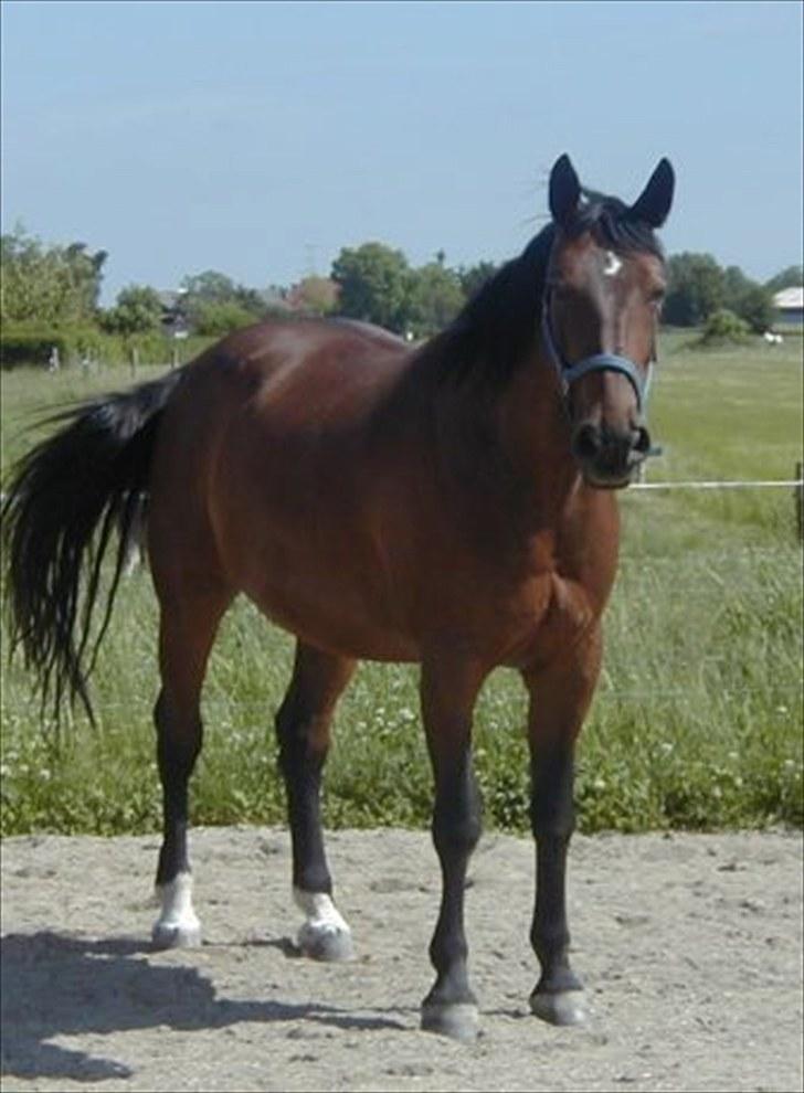 Holstener Lady Coco billede 6