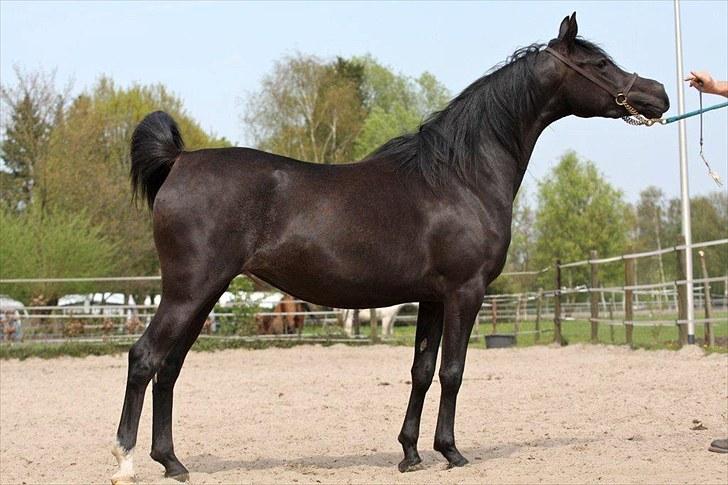 Arabisk fuldblod (OX) Elunah Monpelou billede 14