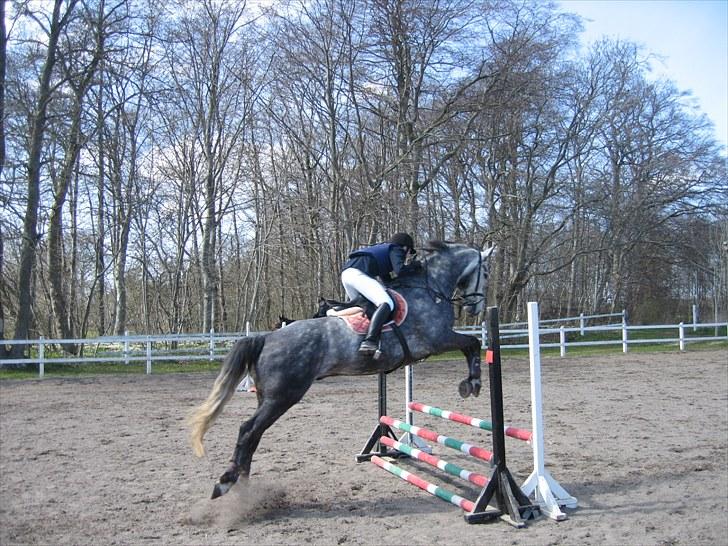 Dansk Varmblod Kærsholms Willow *solgt* - Mig og wilsens andet stævne, opvarming. Vi springer ikke så højt endnu, fordi det kun var hans andet stævne, og derfor skal det være nemt for ham :) billede 13
