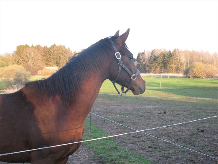 Dansk Varmblod Don Z (Sendt hjem) billede 1