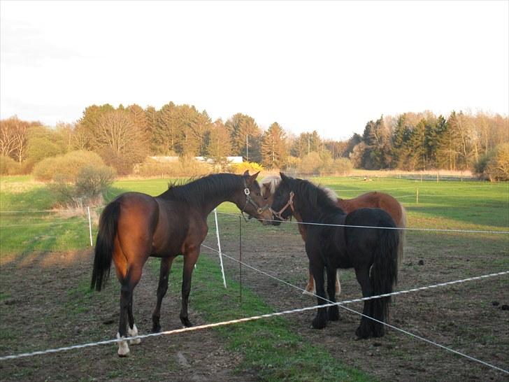 Dansk Varmblod Don Z (Sendt hjem) - Don hilser på de andre heste. :) billede 2