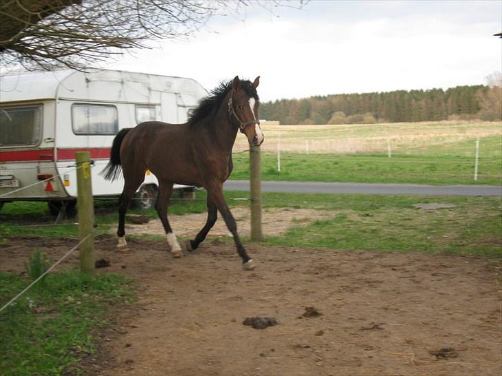 Dansk Varmblod Don Z (Sendt hjem) billede 3