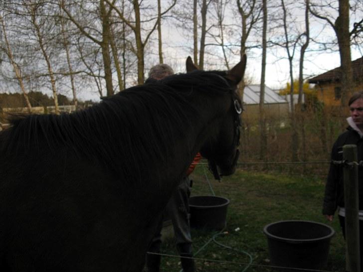 Dansk Varmblod Don Z (Sendt hjem) billede 4