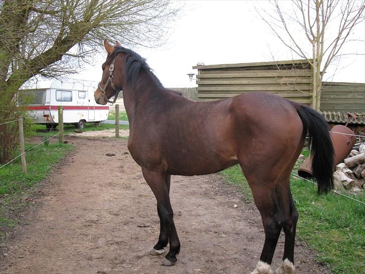 Dansk Varmblod Don Z (Sendt hjem) billede 5