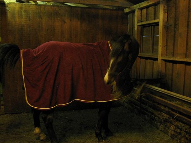 Dansk Varmblod Don Z (Sendt hjem) - Og der bliver prøvet udstyr. :) billede 6