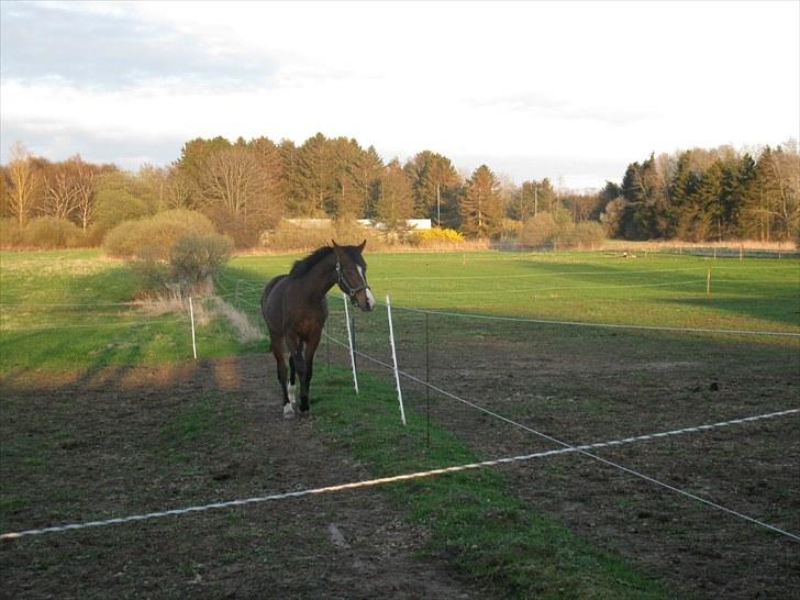 Dansk Varmblod Don Z (Sendt hjem) billede 7