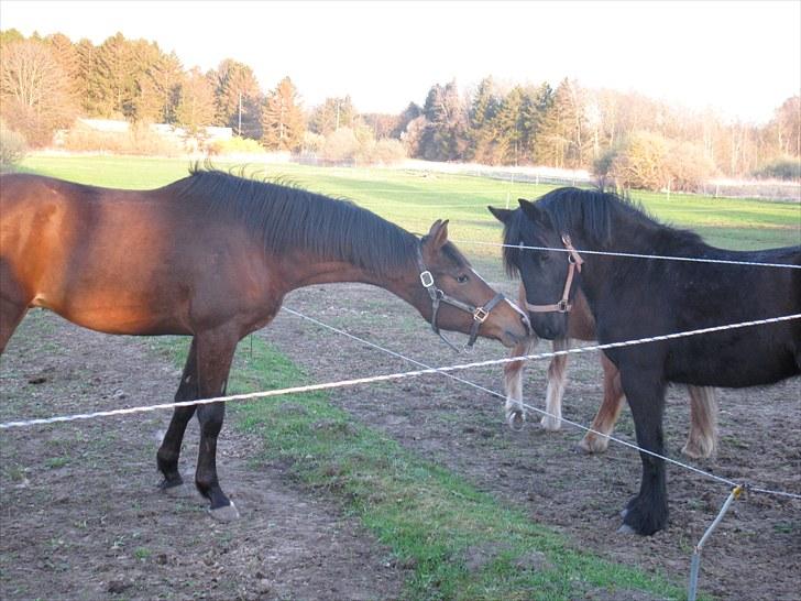 Dansk Varmblod Don Z (Sendt hjem) - Don hilser på de andre heste. :) billede 8