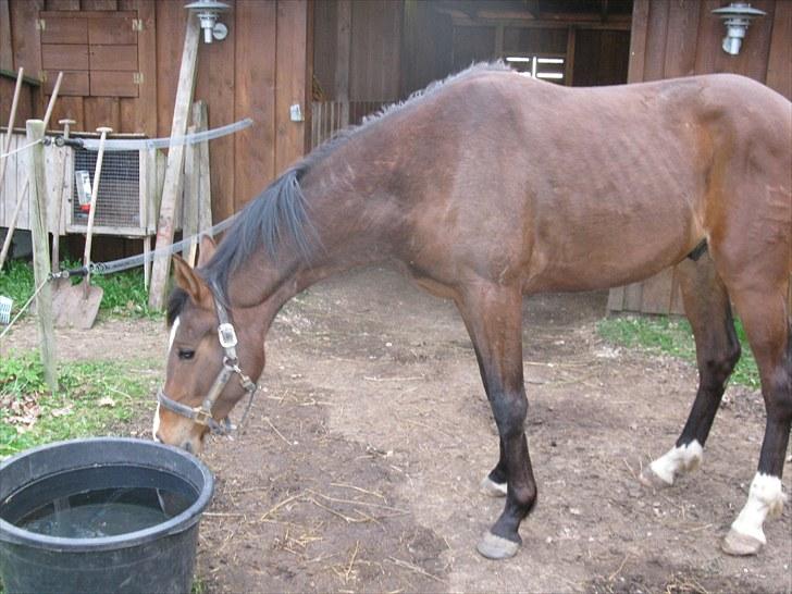 Dansk Varmblod Don Z (Sendt hjem) billede 9